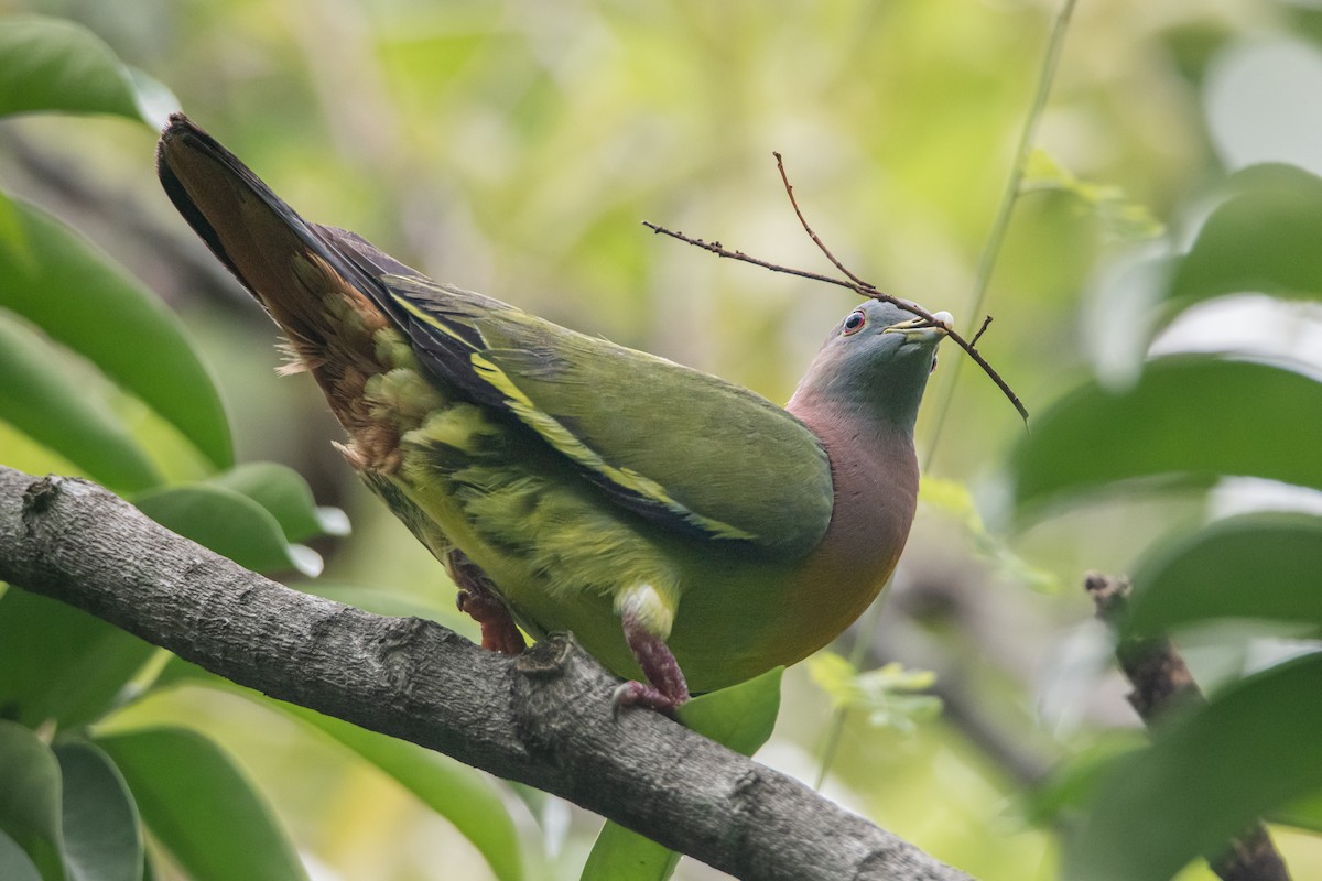 Pink-necked Green-Pigeon - ML645527552