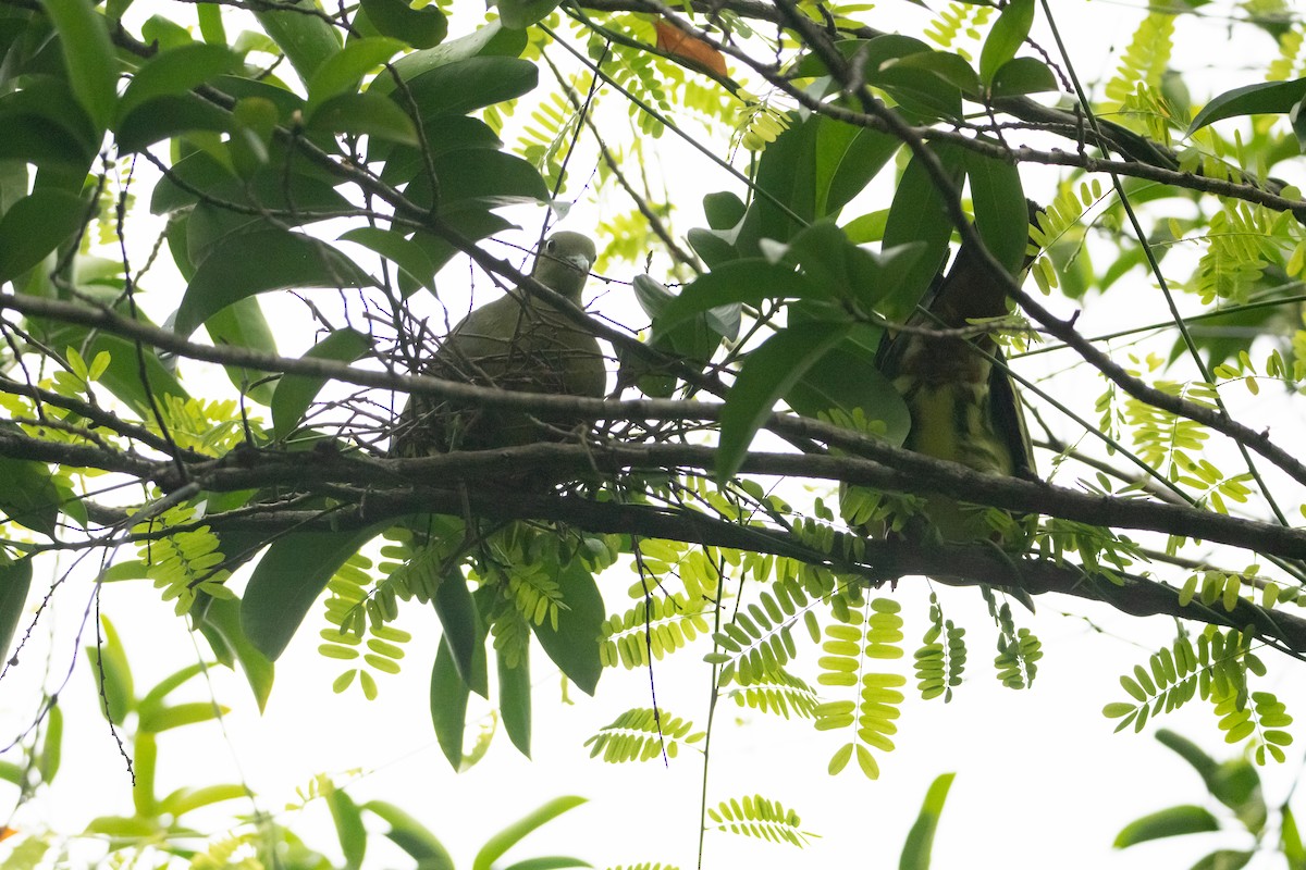 Pink-necked Green-Pigeon - ML645527553