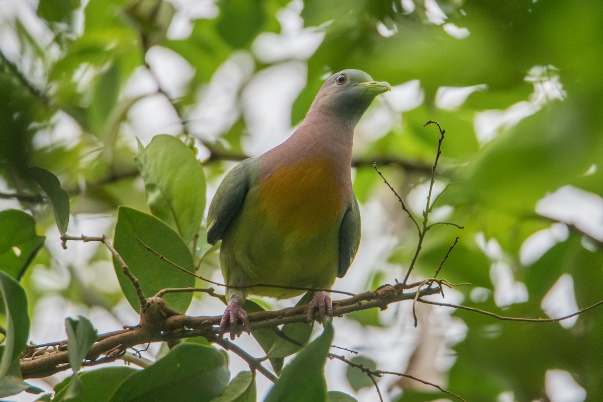 Pink-necked Green-Pigeon - ML645527554