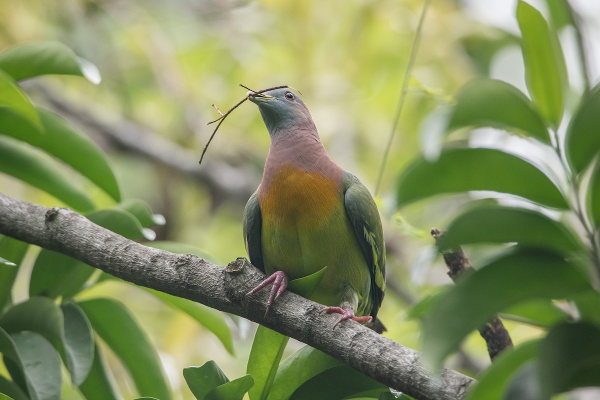 Pink-necked Green-Pigeon - ML645527555