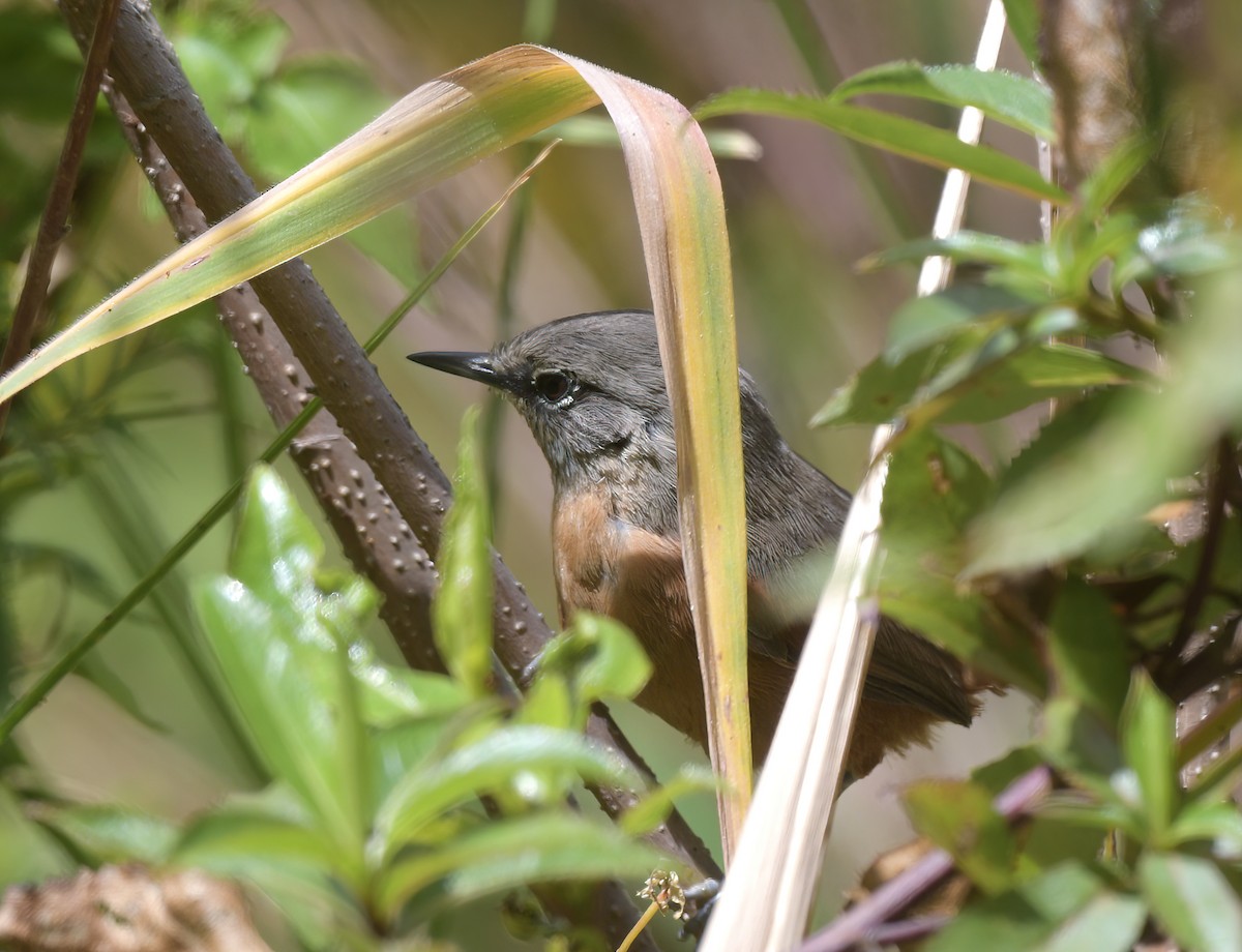 Russet-bellied Spinetail - ML645527561