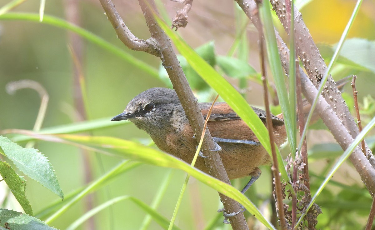 Russet-bellied Spinetail - ML645527562