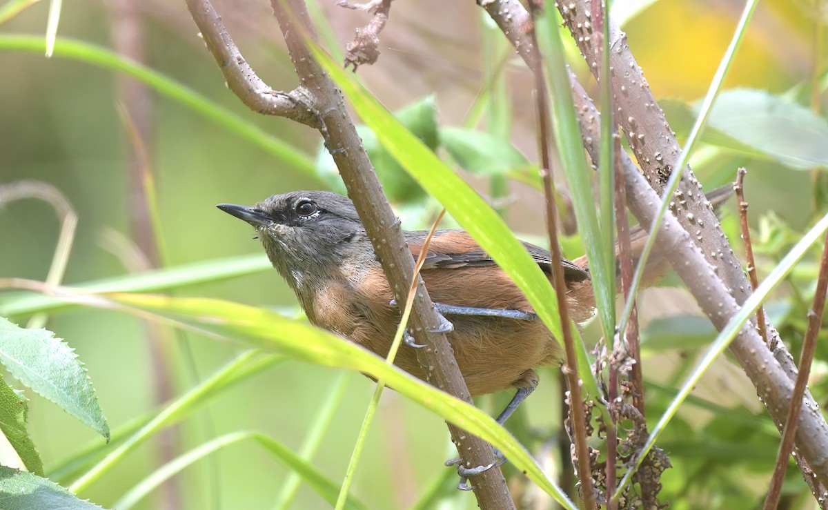 Russet-bellied Spinetail - ML645527563