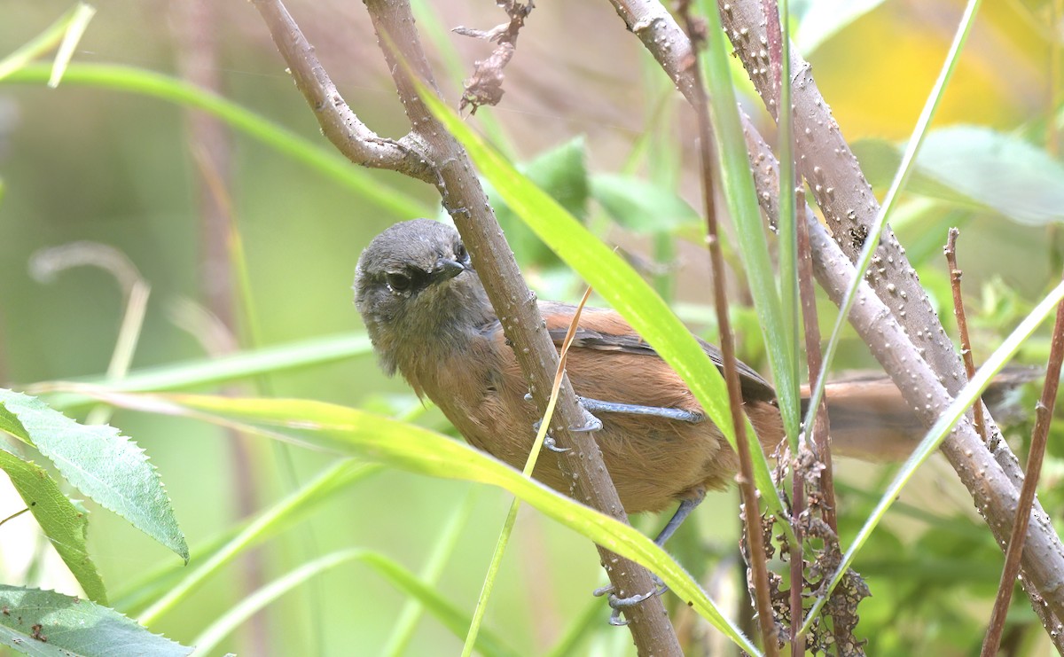 Russet-bellied Spinetail - ML645527564
