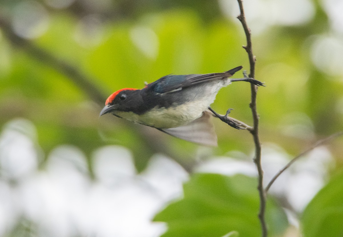 Scarlet-backed Flowerpecker - ML645527577