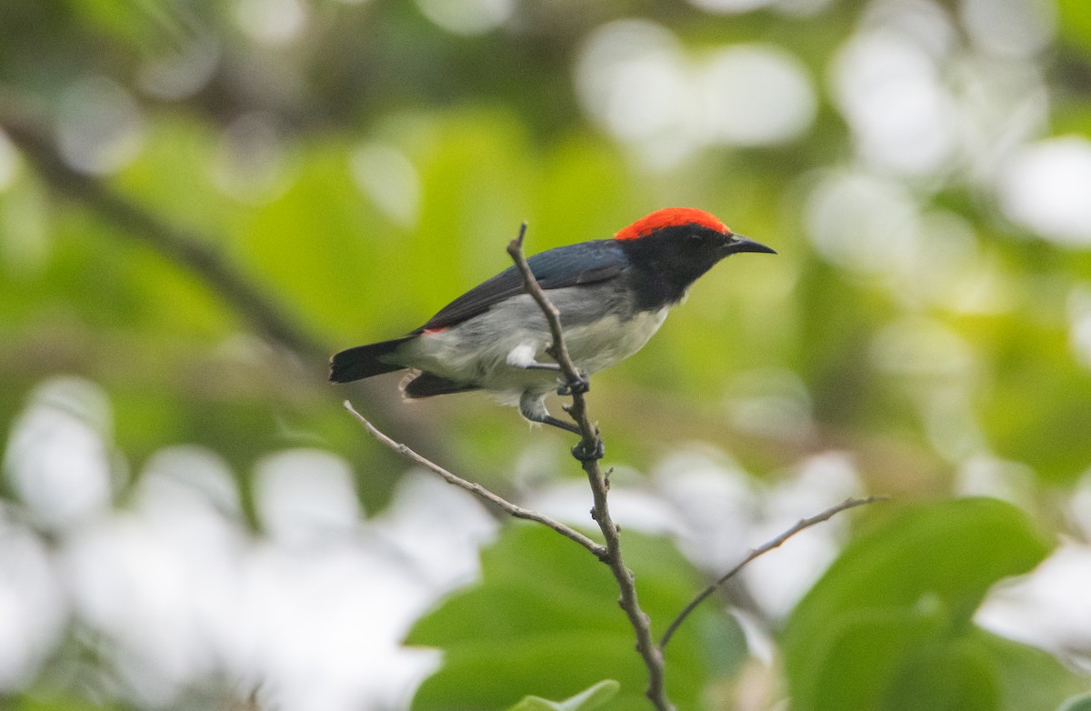 Scarlet-backed Flowerpecker - ML645527578