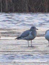 Möwe, unbestimmt - ML645527583