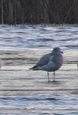 Möwe, unbestimmt - ML645527584