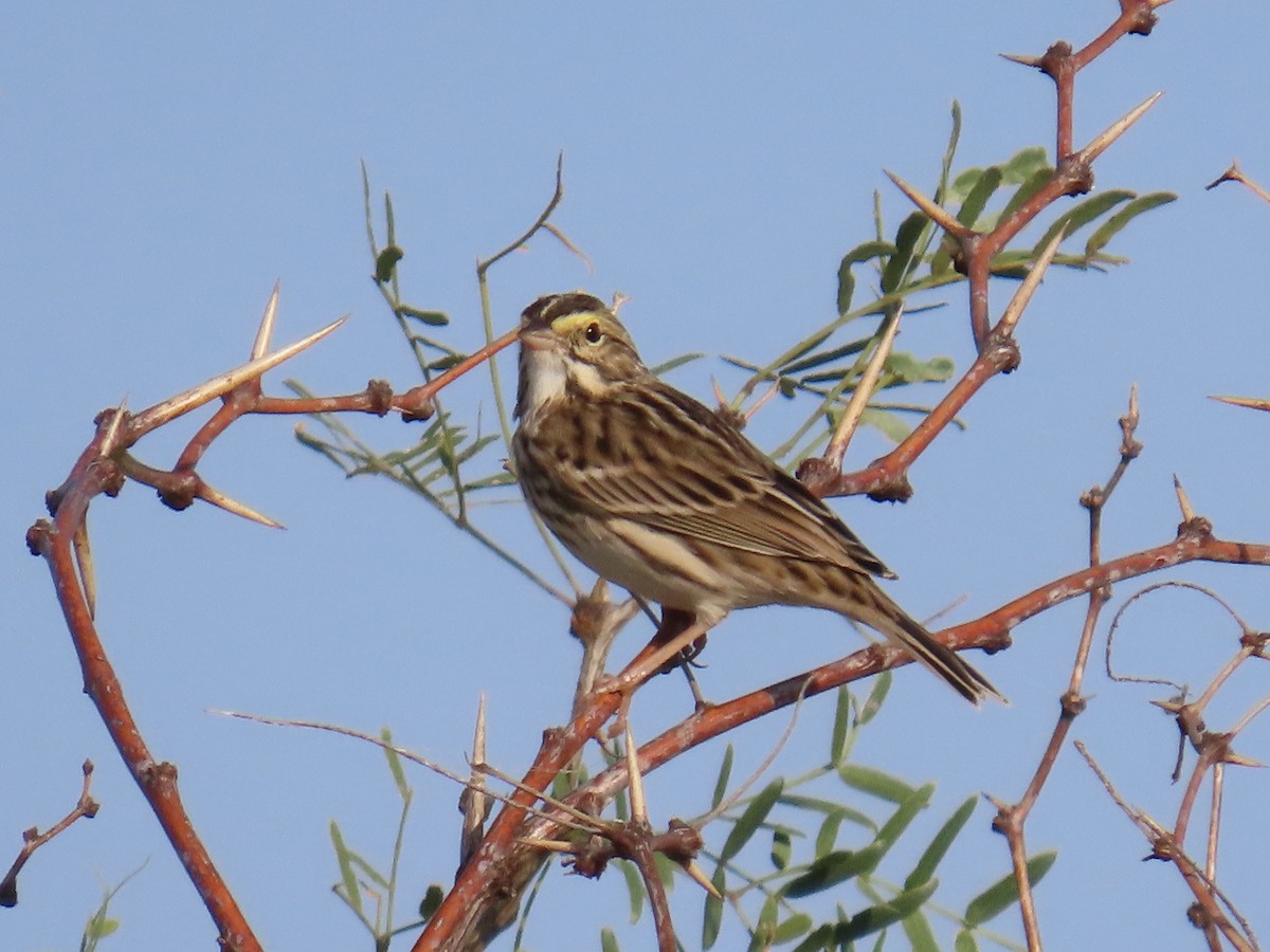 Savannah Sparrow - ML645527585