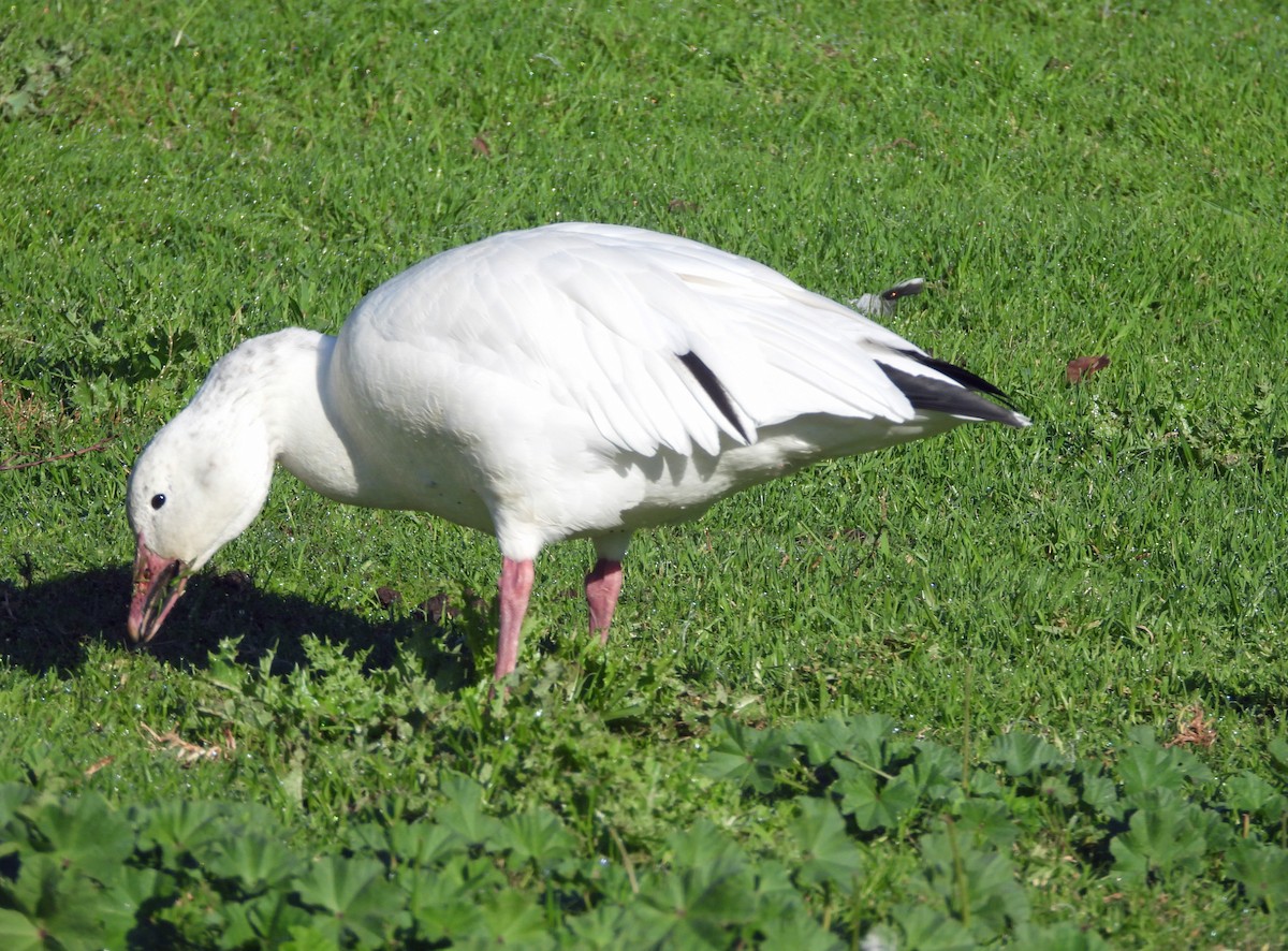 Snow Goose - ML645527590