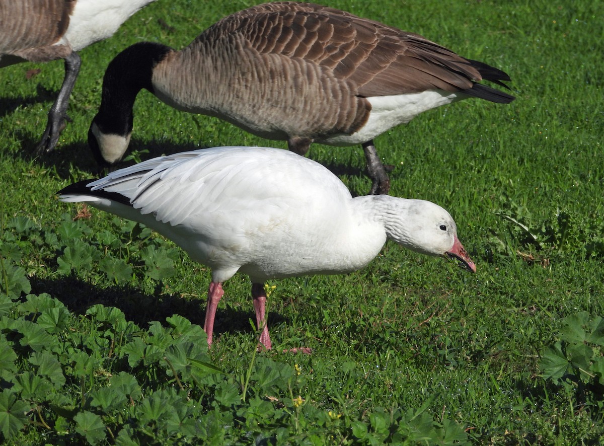 Snow Goose - ML645527599
