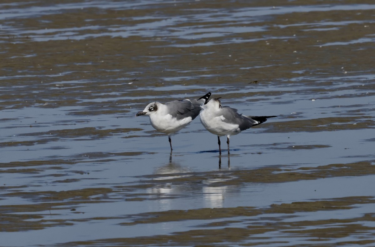 ワライカモメ - ML645527604