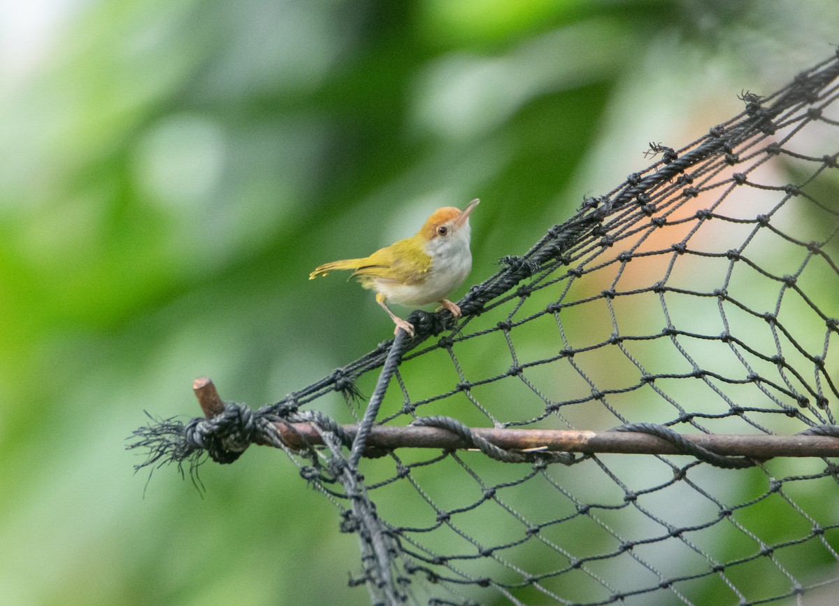 Dark-necked Tailorbird - ML645527610