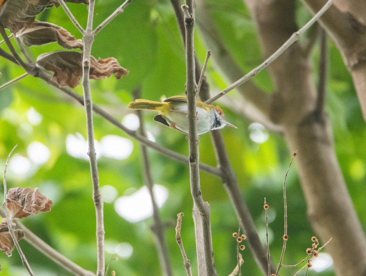Dark-necked Tailorbird - ML645527611