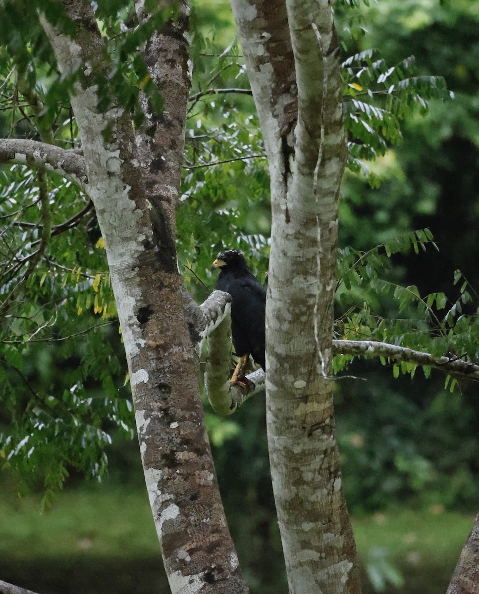 Great Black Hawk - ML645527612