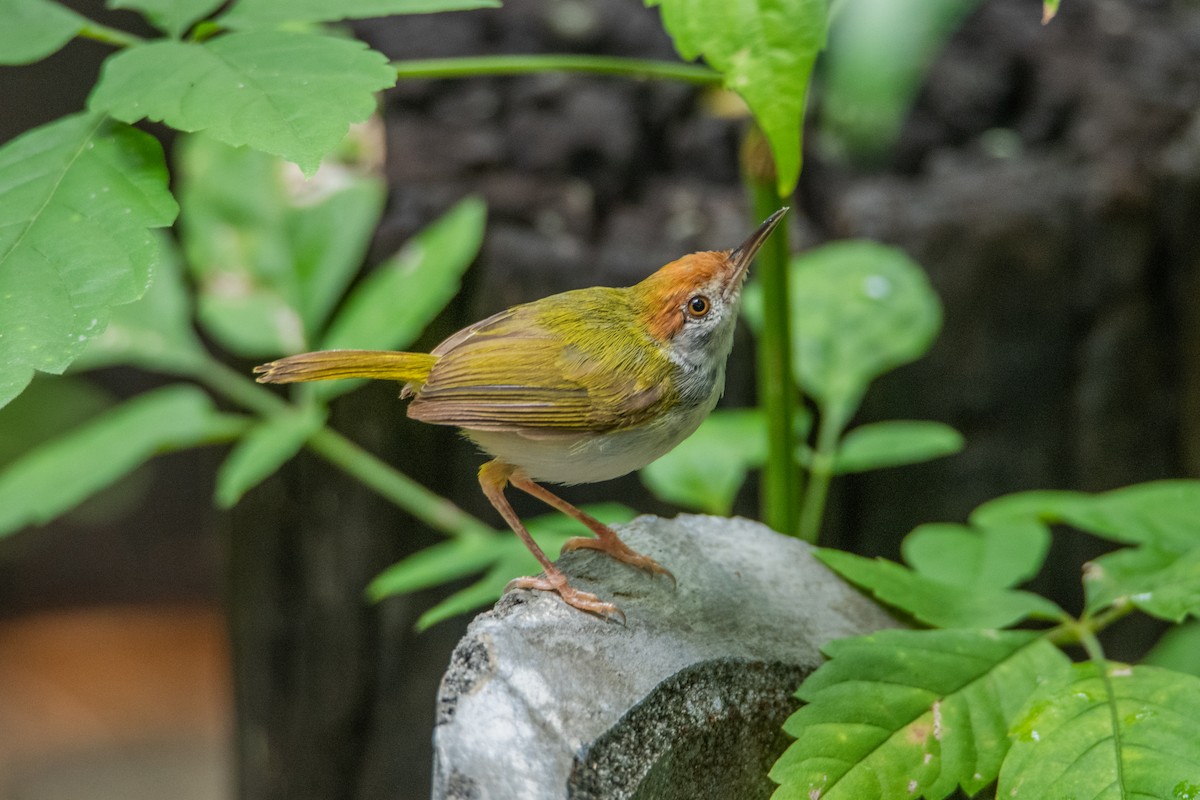 Dark-necked Tailorbird - ML645527613