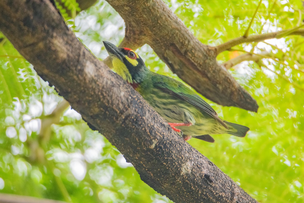 Coppersmith Barbet - ML645527627