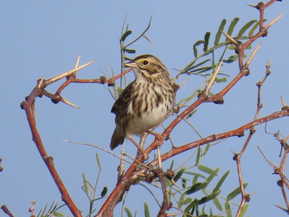 Savannah Sparrow - ML645527630