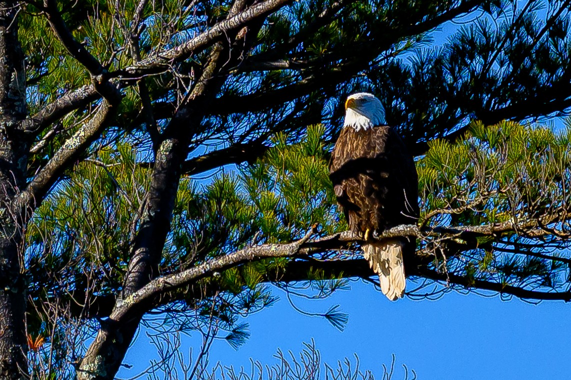 Bald Eagle - ML645527632