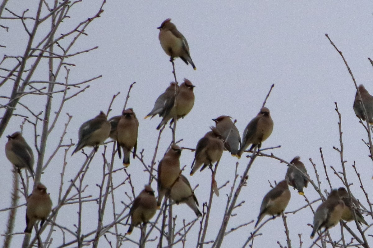 Bohemian Waxwing - ML645527635