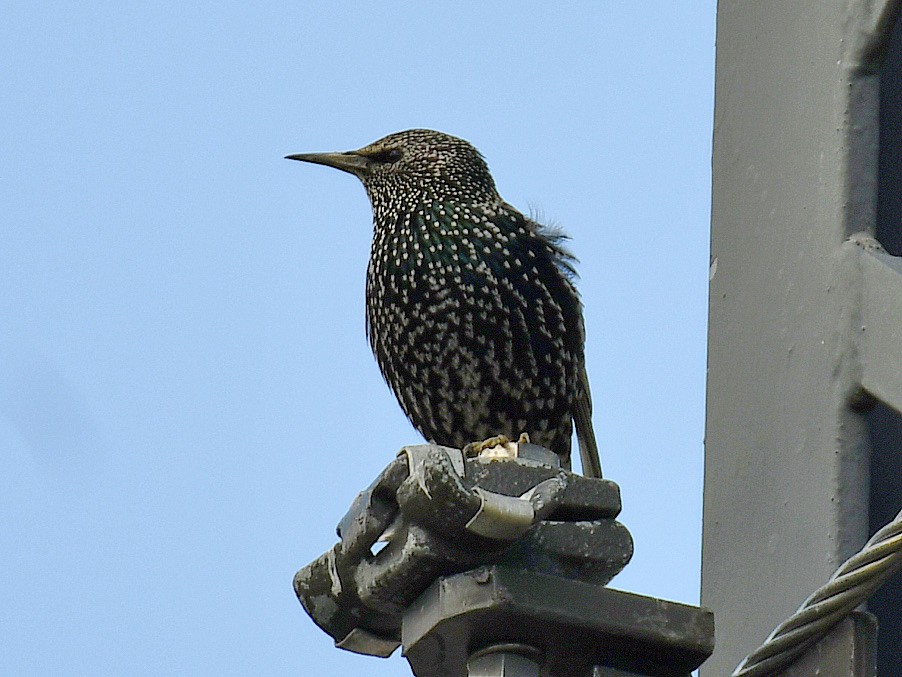 European Starling - ML645527636