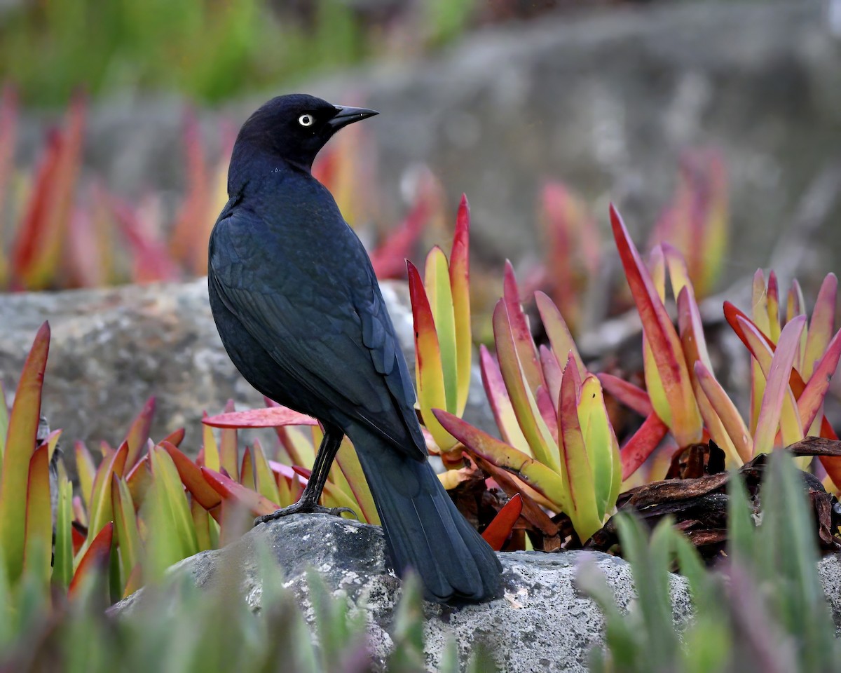 Brewer Karatavuğu - ML645527643