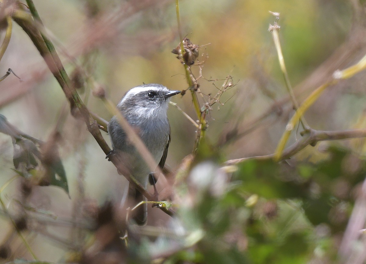 Piura Chat-Tyrant - ML645527645