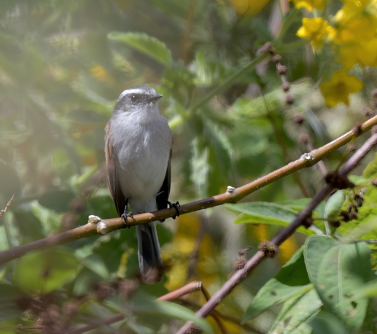 Piura Chat-Tyrant - ML645527646