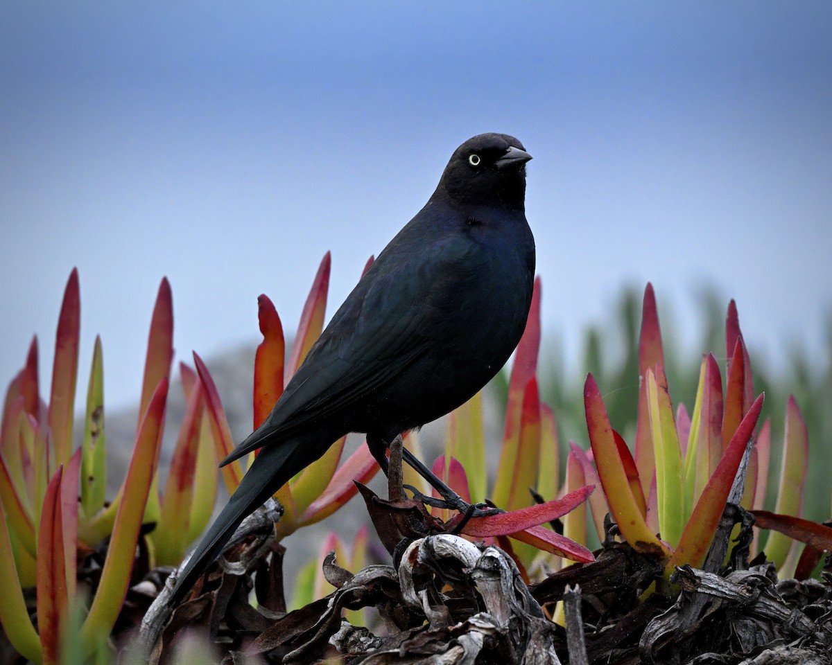 Brewer Karatavuğu - ML645527651