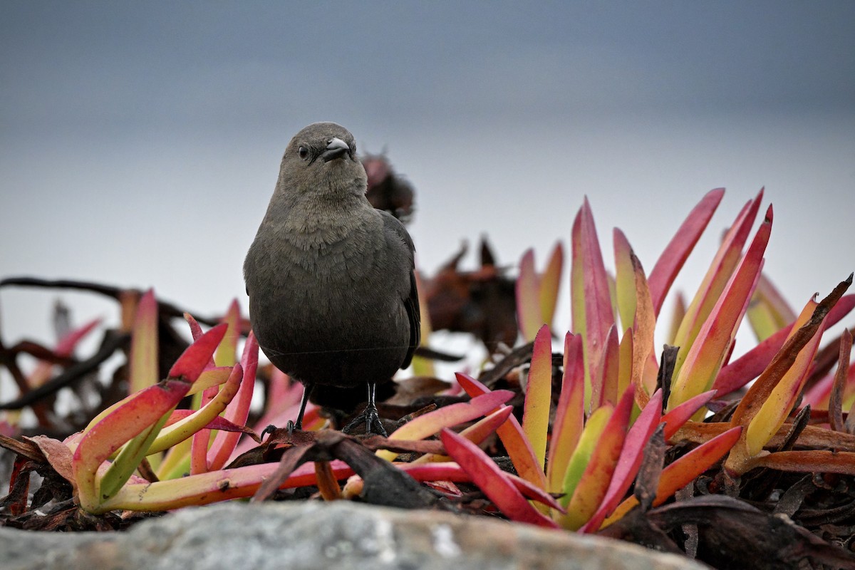 Brewer Karatavuğu - ML645527653