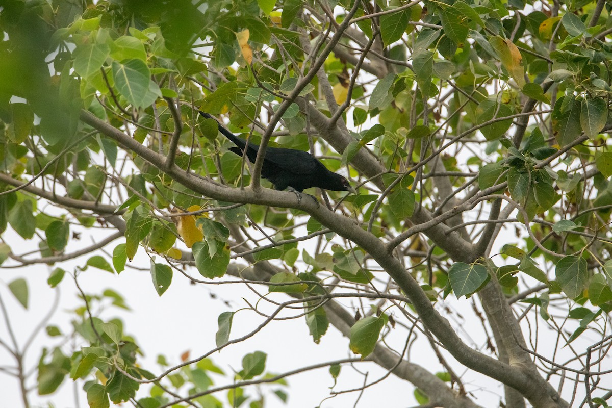 Asian Koel - ML645527654