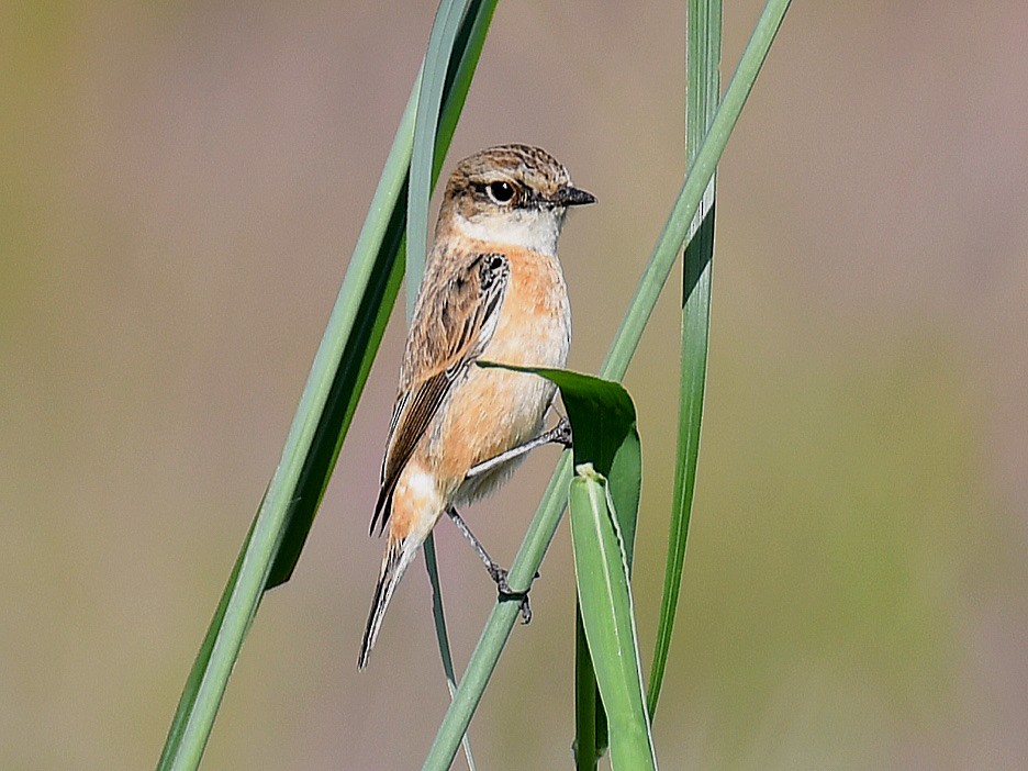 Amur Stonechat - ML645527657