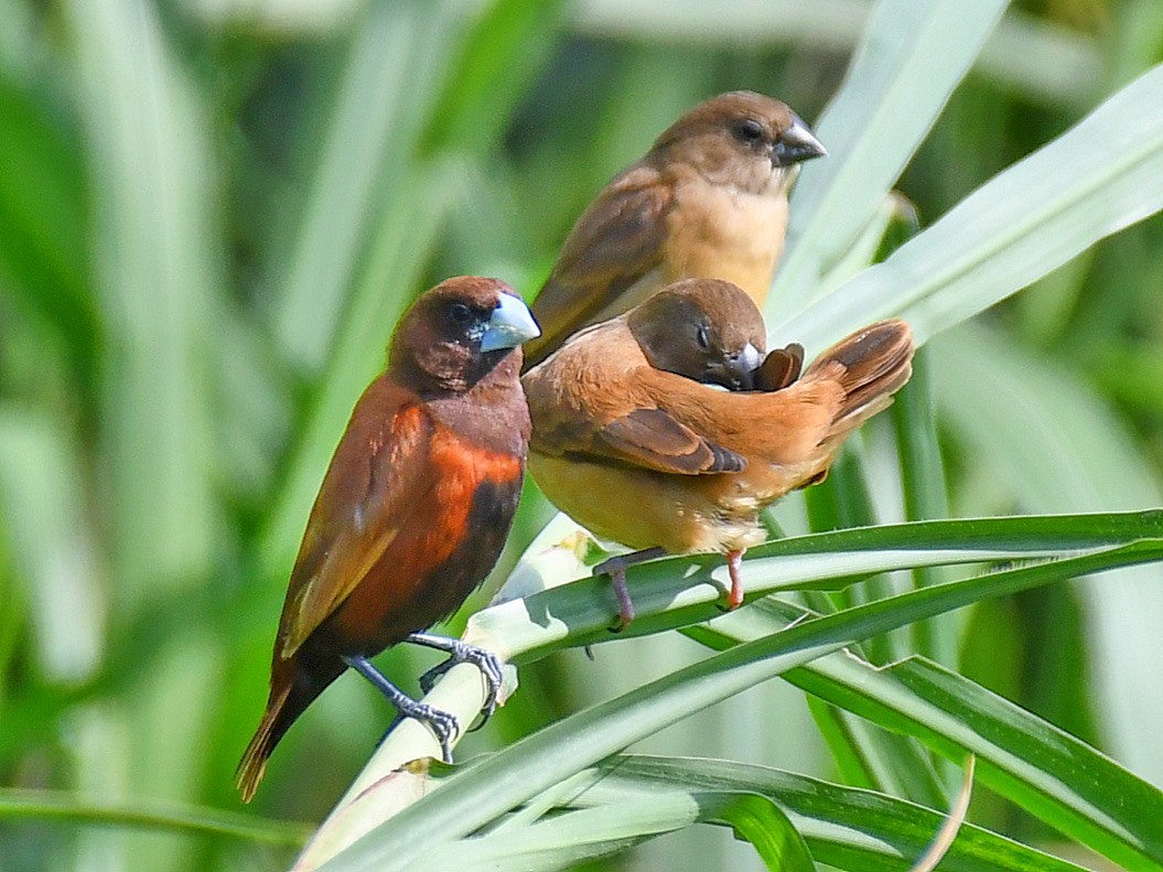 Chestnut Munia - ML645527662