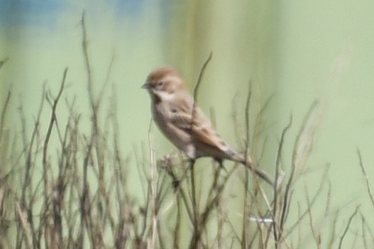 Pallas's Bunting - ML645527666