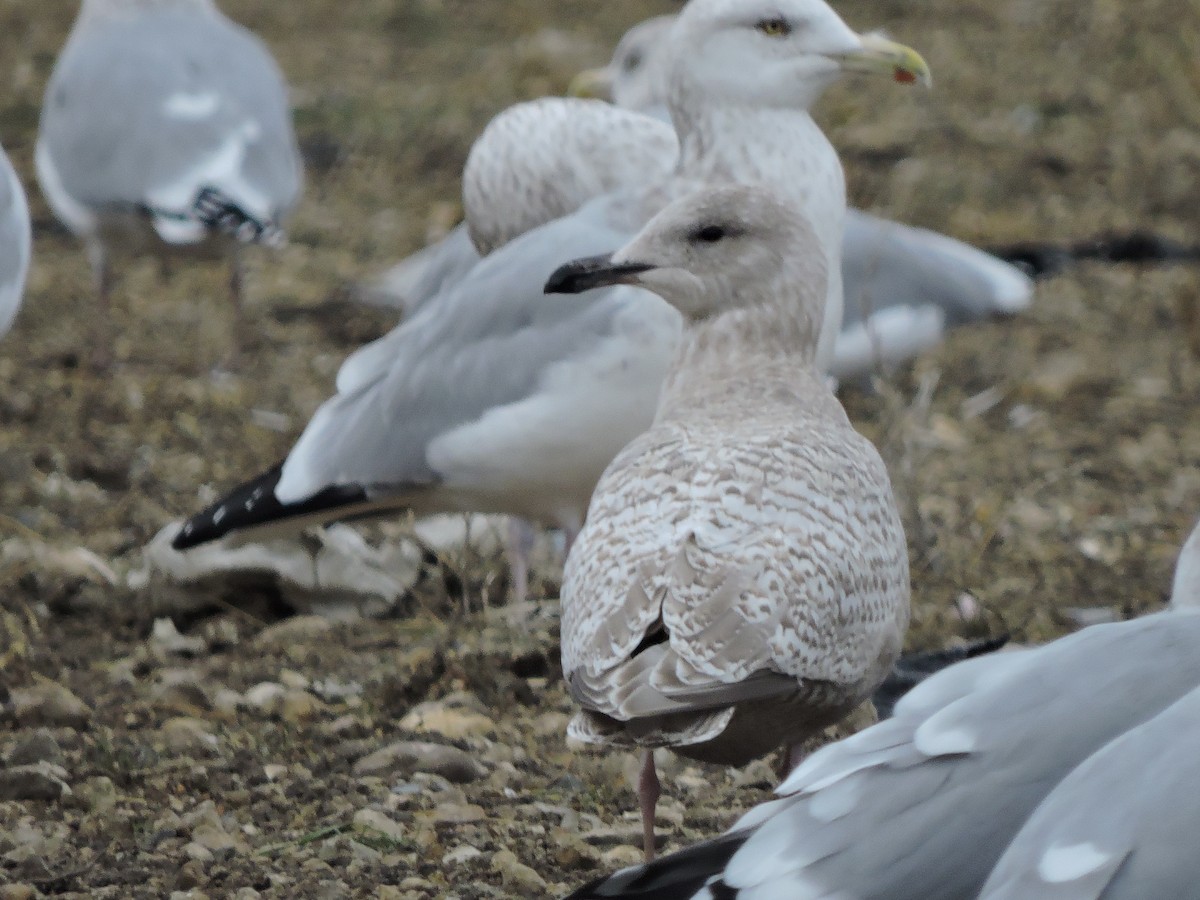 Iceland Gull (kumlieni) - ML645527673