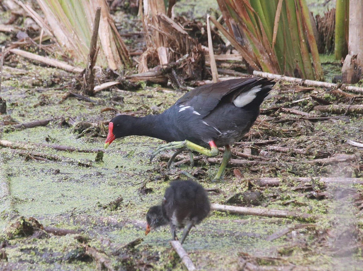 Common Gallinule - ML645527677