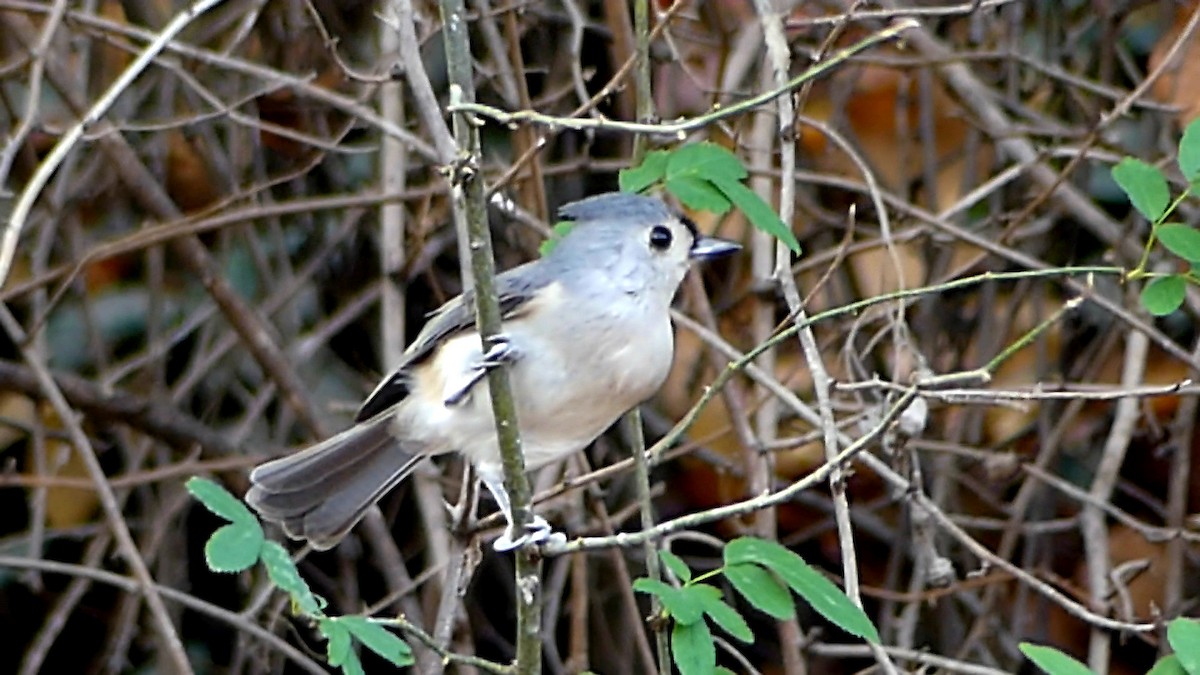 Tufted Titmouse - ML645527680