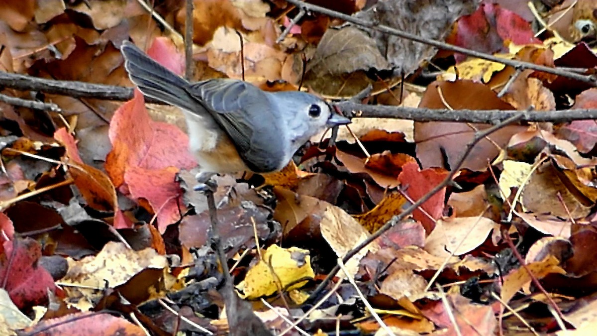 Tufted Titmouse - ML645527682