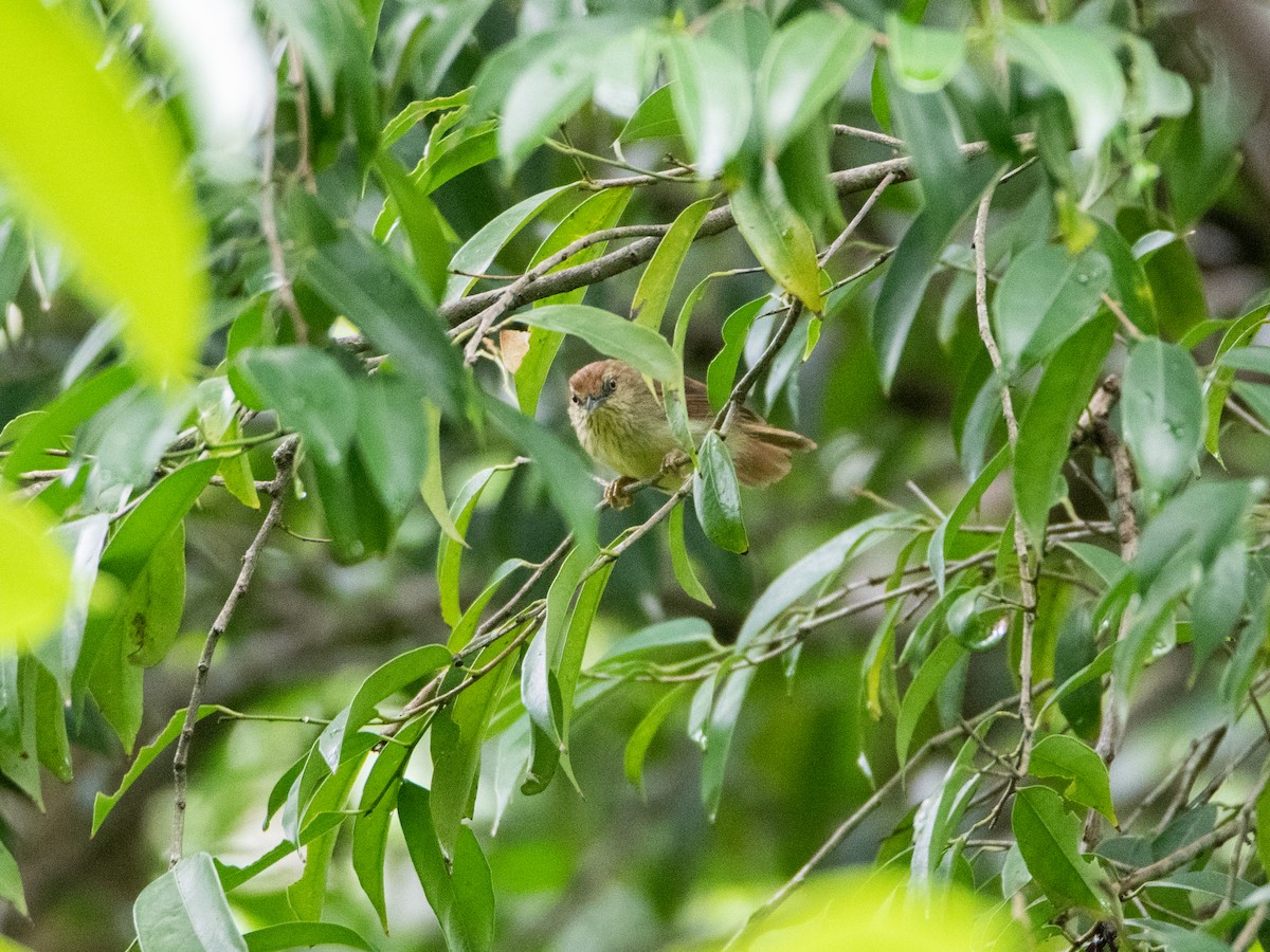 Strichelmeisentimalie [gularis-Gruppe] - ML645527684