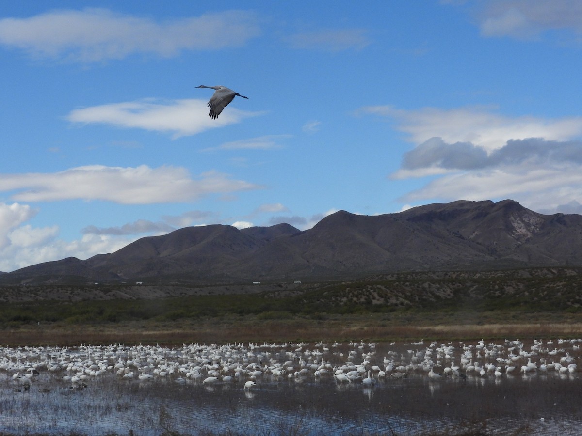 Sandhill Crane - ML645527686