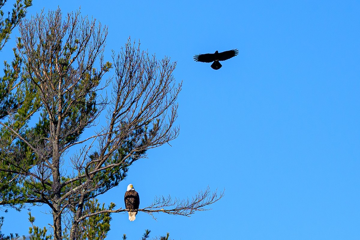 Bald Eagle - ML645527692