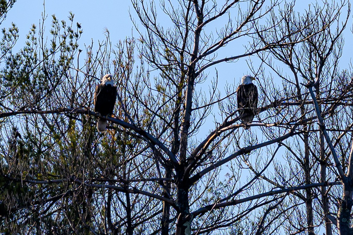 Bald Eagle - ML645527693