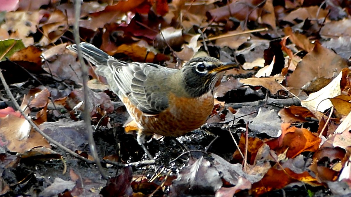 American Robin - ML645527697