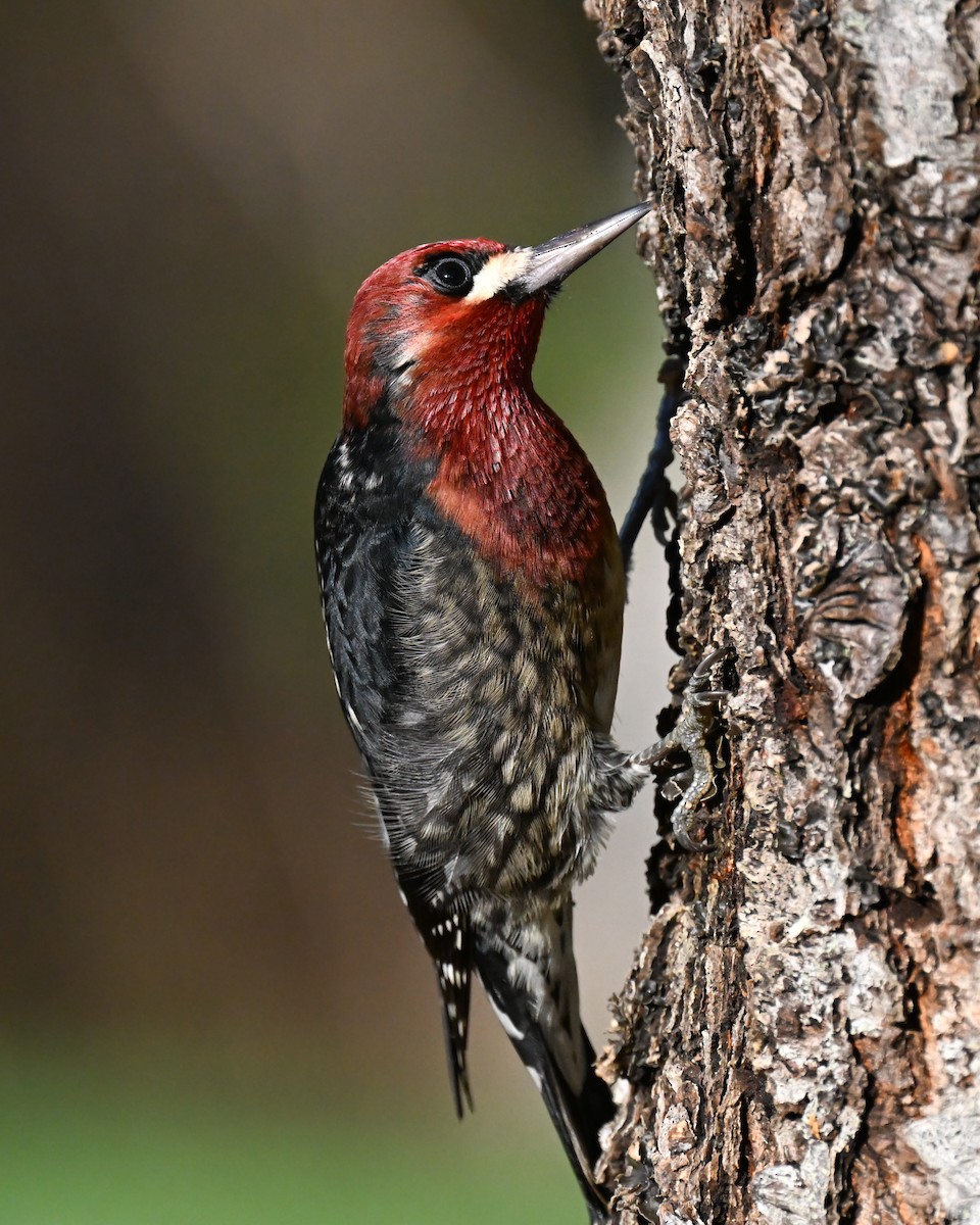 Red-breasted Sapsucker - ML645527702