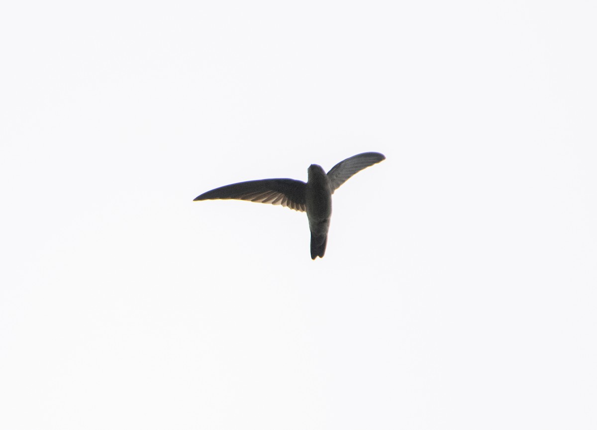 White-nest Swiftlet - ML645527719