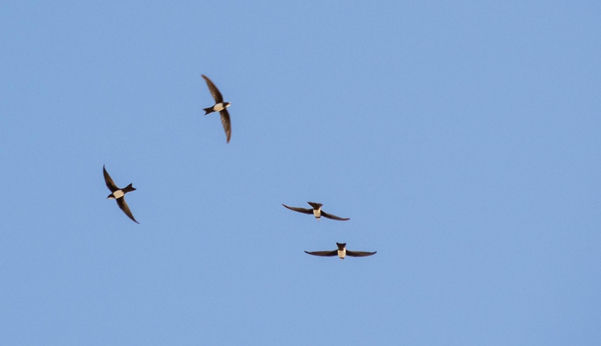 Alpine Swift - ML645527729