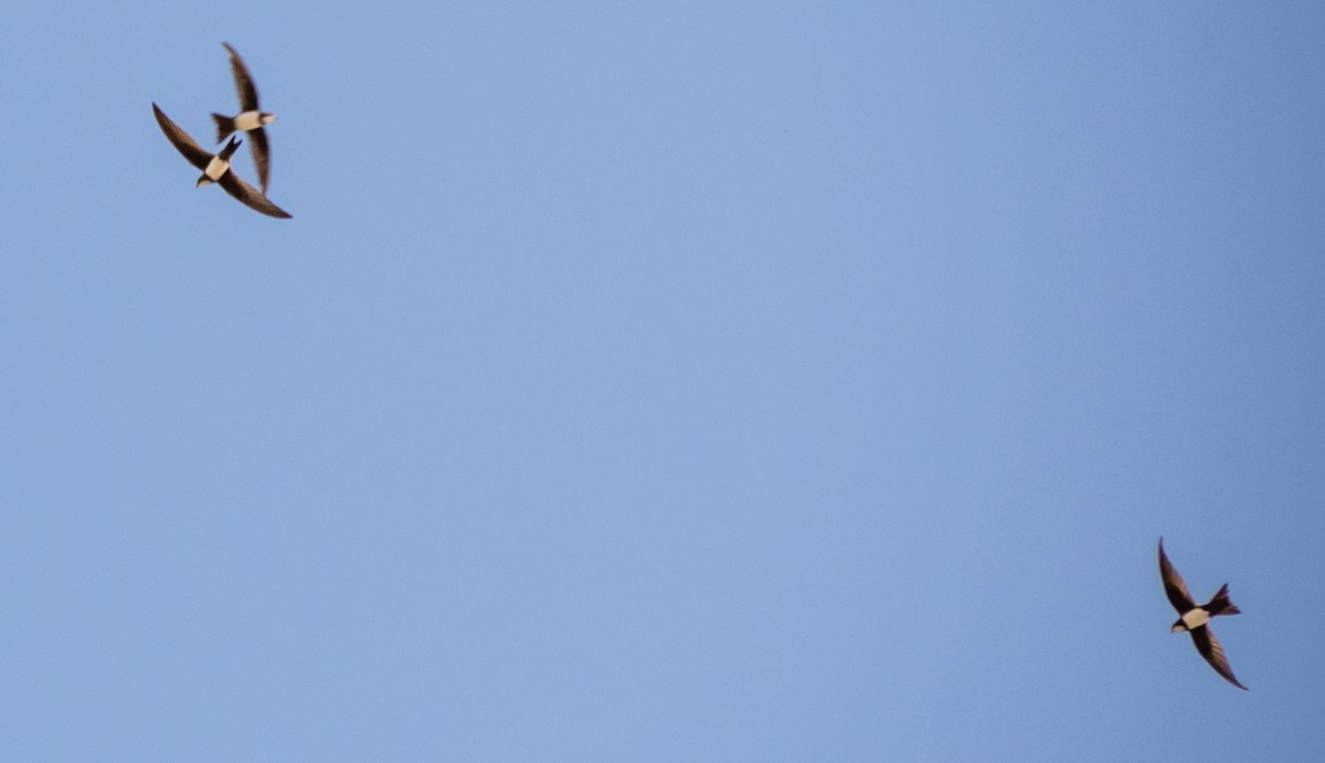 Alpine Swift - ML645527730