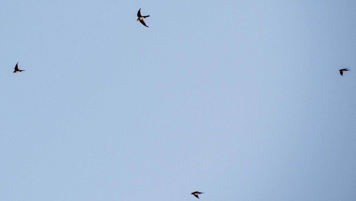 Alpine Swift - ML645527731