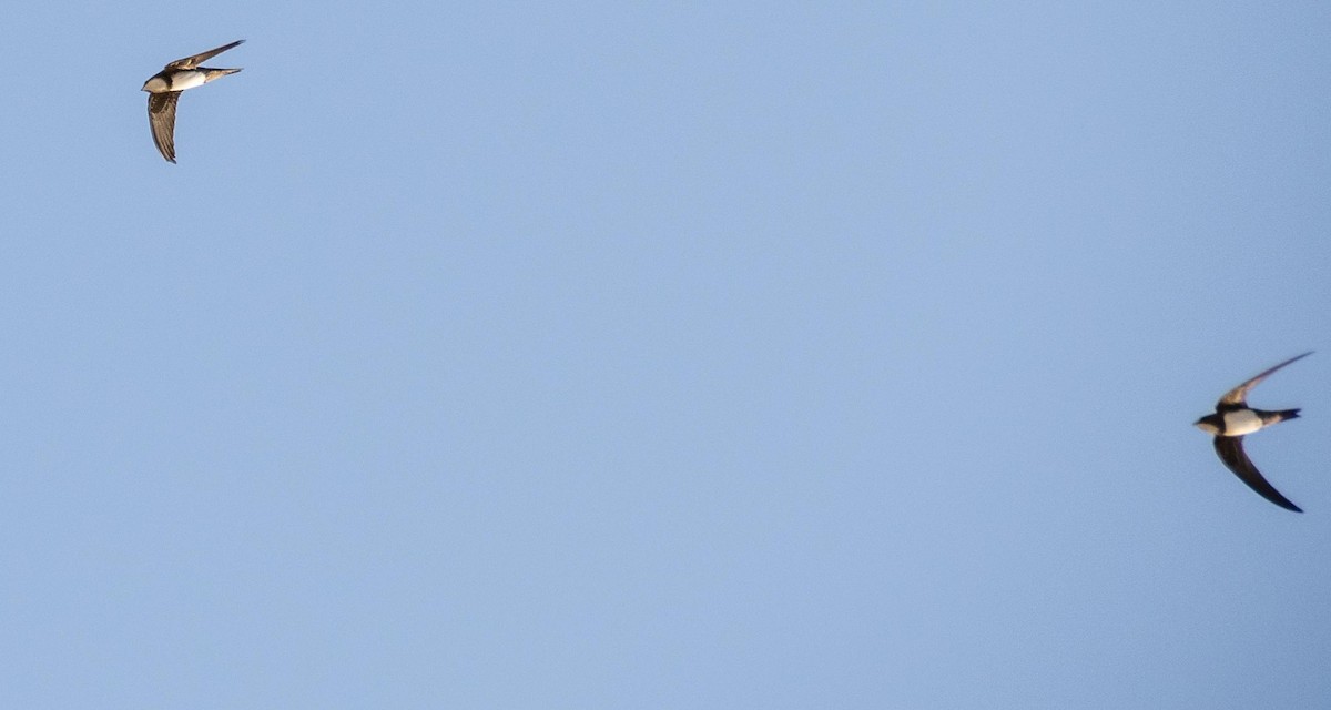 Alpine Swift - ML645527732