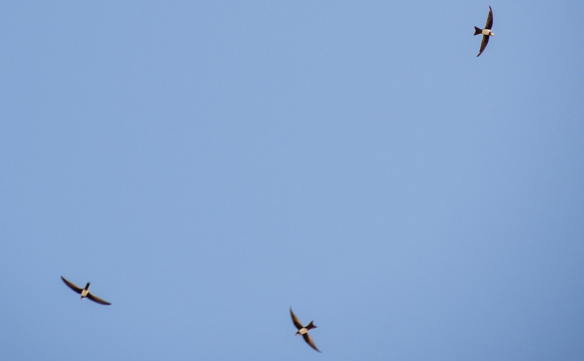 Alpine Swift - ML645527733